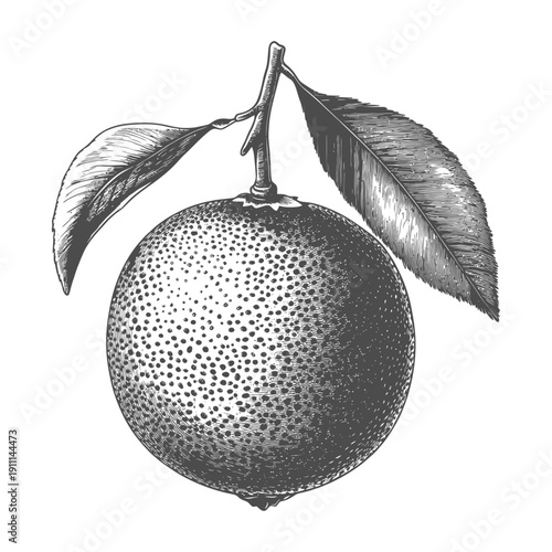 A detailed grayscale illustration depicting a round citrus fruit with leaves