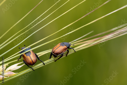 Beetle pest of grain crops, Kuzka, sits on a ripe ear of wheat