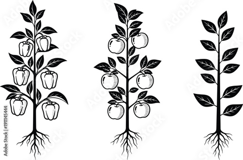 Black and white of three plant stems with roots leaves and fruit