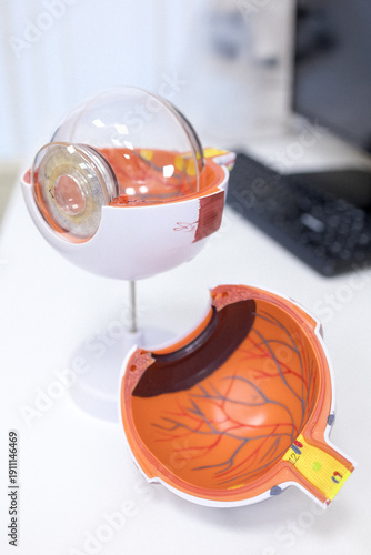 Bilde på lerret Doctor ophthalmologist showing anatomical structure of eye on mockup closeup