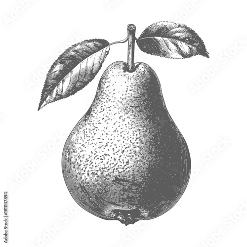 A detailed vintage drawing of a fresh pear with leaves