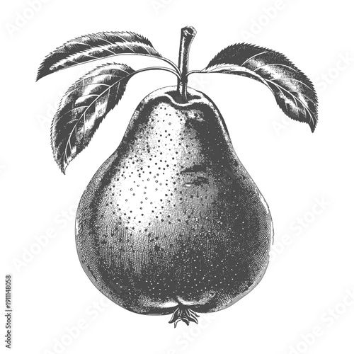 An elegant detailed illustration of a ripe pear with leaves