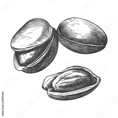 Detailed ink drawing showcasing several opened and closed pistachio nuts