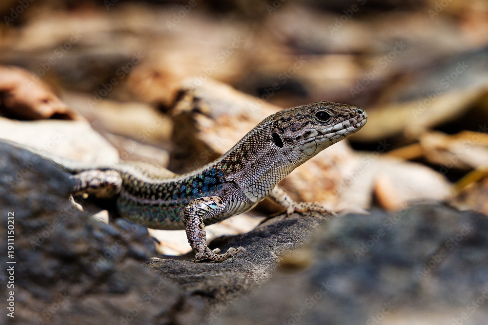 Obraz premium Small lizard basking on sunlit rocks