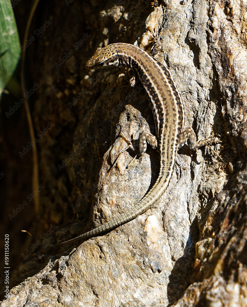 Obraz premium Striped lizard basking on tree bark close-up
