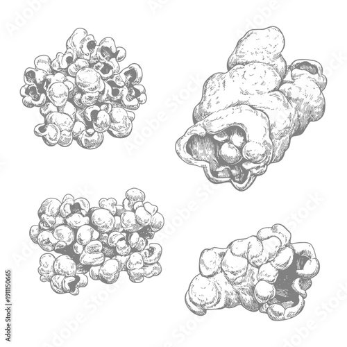 Hand drawn illustrations of different pieces of popcorn kernels