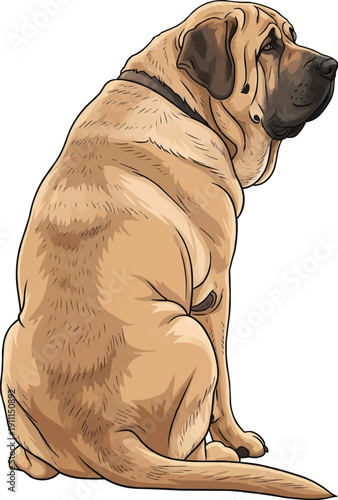 Spanish Mastiff dog sitting rear view watching attentive pose