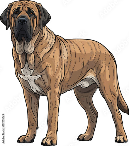 Spanish Mastiff dog alert guard stance focused illustration