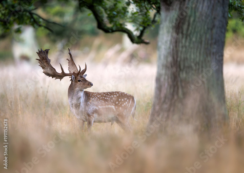 Wallpaper Mural Fallow deer ( Dama dama ) male stag Torontodigital.ca