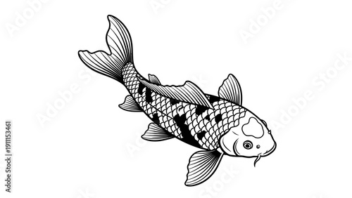 Detailed monochrome illustration of a koi carp fish isolated on white background