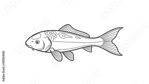 Elegant koi carp illustration isolated on white background artistic design