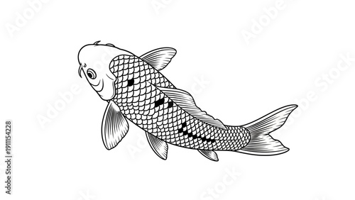 Elegant vector illustration of a koi fish isolated on white background