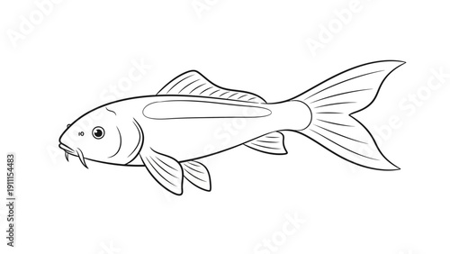 Illustration of a koi fish drawn in outline against a white background