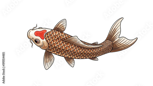 Illustrated koi fish swimming on white background isolated for design