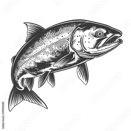 Detailed grayscale illustration featuring a salmon fish angled slightly upward