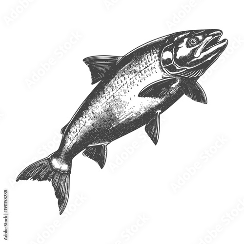 A detailed drawing depicting a single large fish jumping upwards