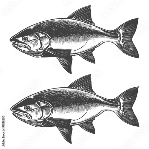 Two detailed monochrome drawings of fish are presented clearly