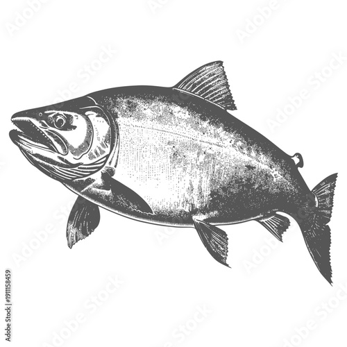 A detailed grayscale illustration of a swimming fish in water