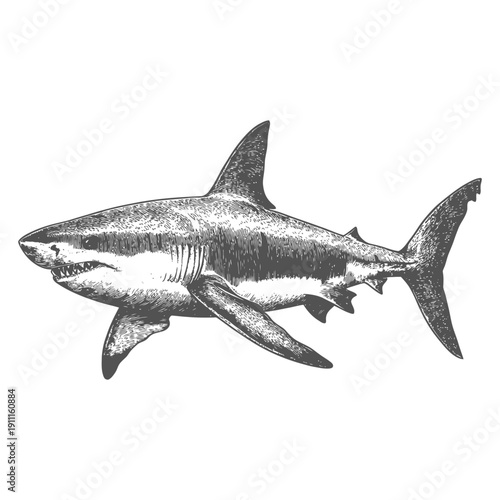 Detailed monochrome illustration depicting a large predatory shark swimming