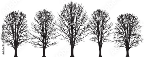 Black silhouette of five bare trees on white background tree silhouettes