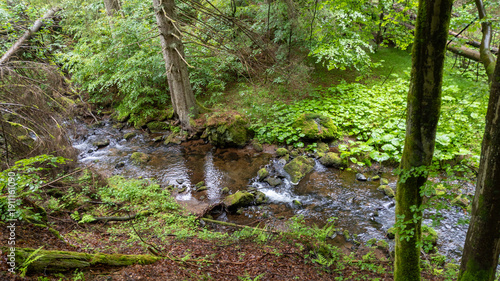 Bachlauf im grünen Wald