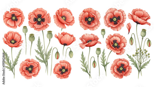 A charming watercolor collection of delicate red poppy flowers, including blooming petals, unopened buds, seed pods, and soft botanical foliage.