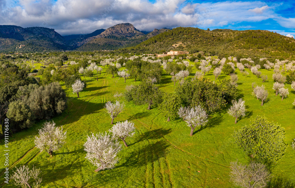 Fototapeta premium Almond blossom on Mallorca during Spring