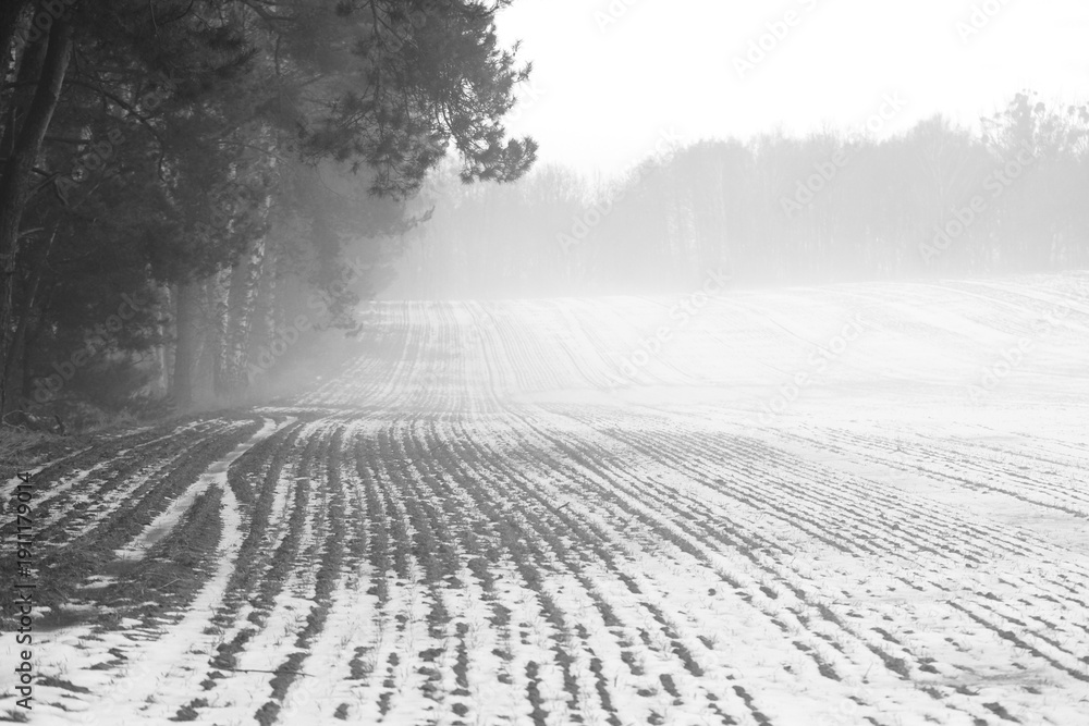 Obraz premium Winter Forest Landscape with Snow. Trees covered in frost and snowy forest