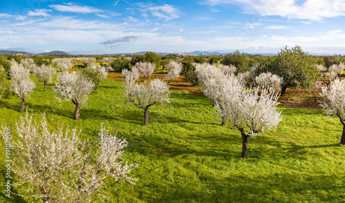 Obraz na plátně Almond blossom on Mallorca during Spring