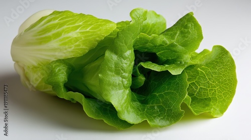 Freshly harvested lettuce adds vibrancy and crispness to any meal