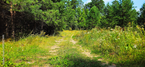 country road in the forest