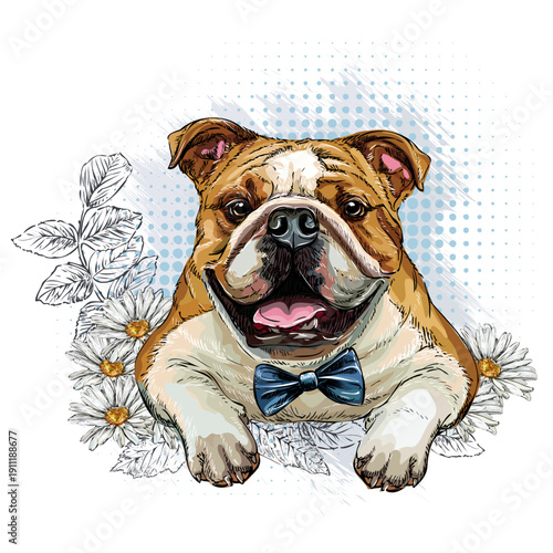English bulldog Dog with flowers hand drawing vector