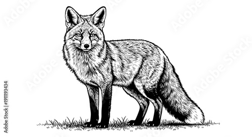Detailed black and white engraving style illustration of a wild fox standing on grass, vintage wildlife mammal drawing.