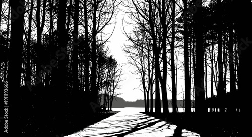 Stark black and white silhouette of a winding forest path lined with tall trees, leading towards a bright, distant lake or horizon. Abstract nature scene.