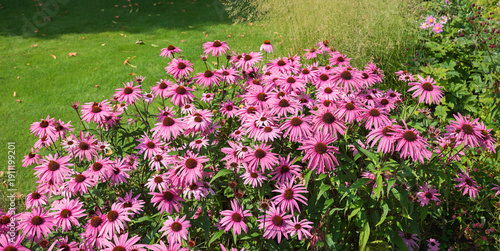 Schilderij op canvas echinacea purpurea