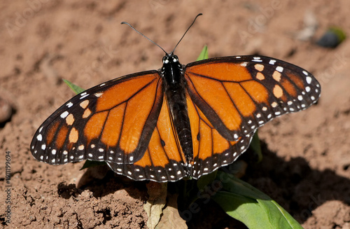 Fotografie top view of a monarch butterfly (danaus plexippus) with open orange wings sittin