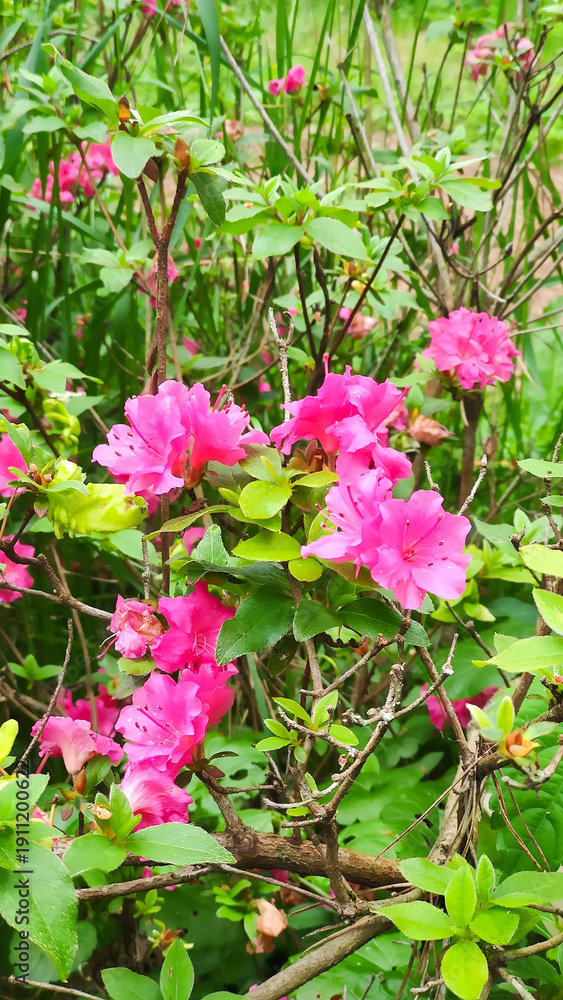 Fototapeta premium Flowering rhododendrons brighten a tranquil garden setting.