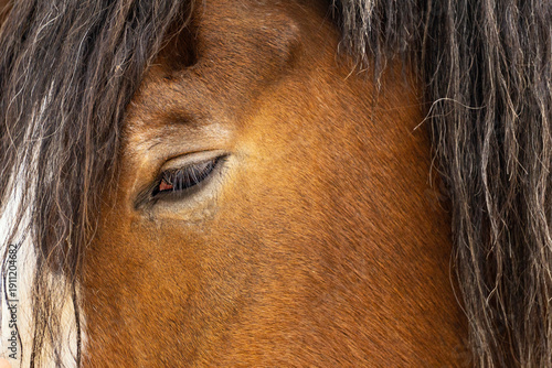 Caballo. Rostro caballo.