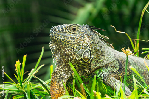 Iguana. Verde. Color verde.