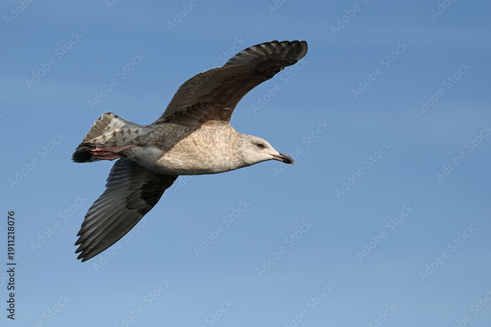 Obraz premium seagull on the blue sky background
