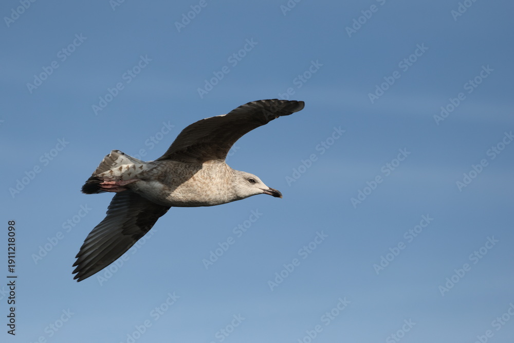Obraz premium seagull on the blue sky background