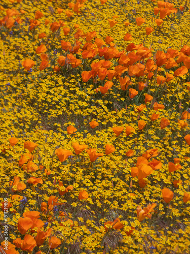 Fotografía Clusters of brilliant orange California Poppies bloom in a dense meadow of tiny Goldfields on a windy day  during a superbloom in California's Antelope Valley Poppy Preserve