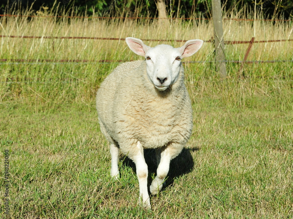 Fototapeta premium White woolly sheep in a lush green farmland field in rural England