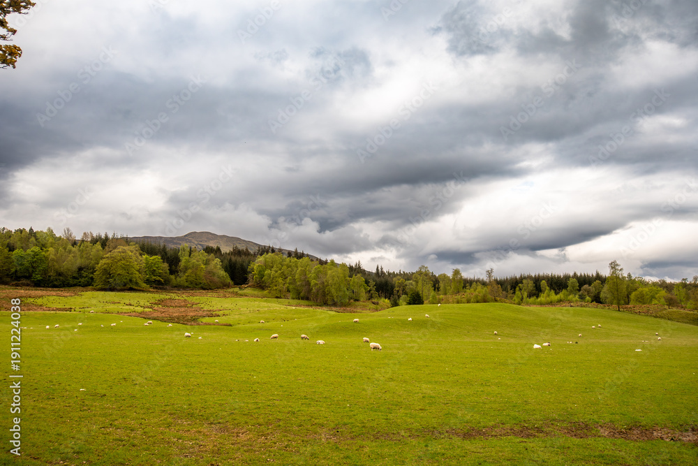 Obraz premium Spring Scottish landscape with wild field of fresh green grass, trees and mountains