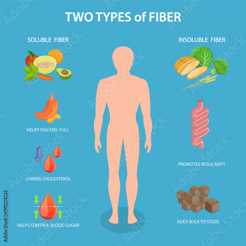 3D Isometric Flat Vector Illustration of Gut And Fiber, Clear Diagram, Two Fiber Types With Foods, Digestive System, And Health Benefits