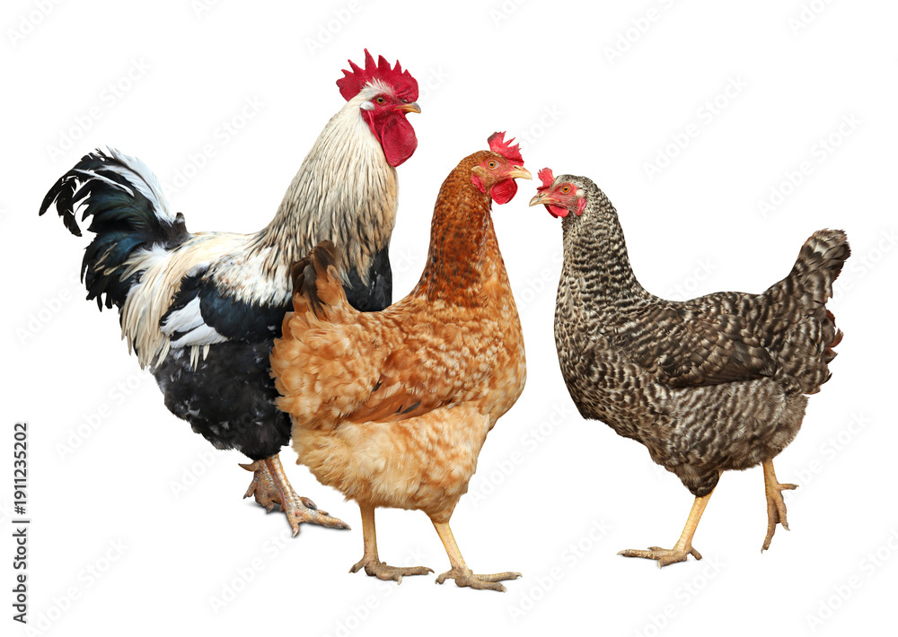Fototapeta premium Rooster and hens on white background. Domesticated bird