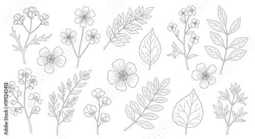 Collection of Hand Drawn Floral Elements.