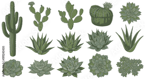 Collection of Various Cacti and Succulent Plants.