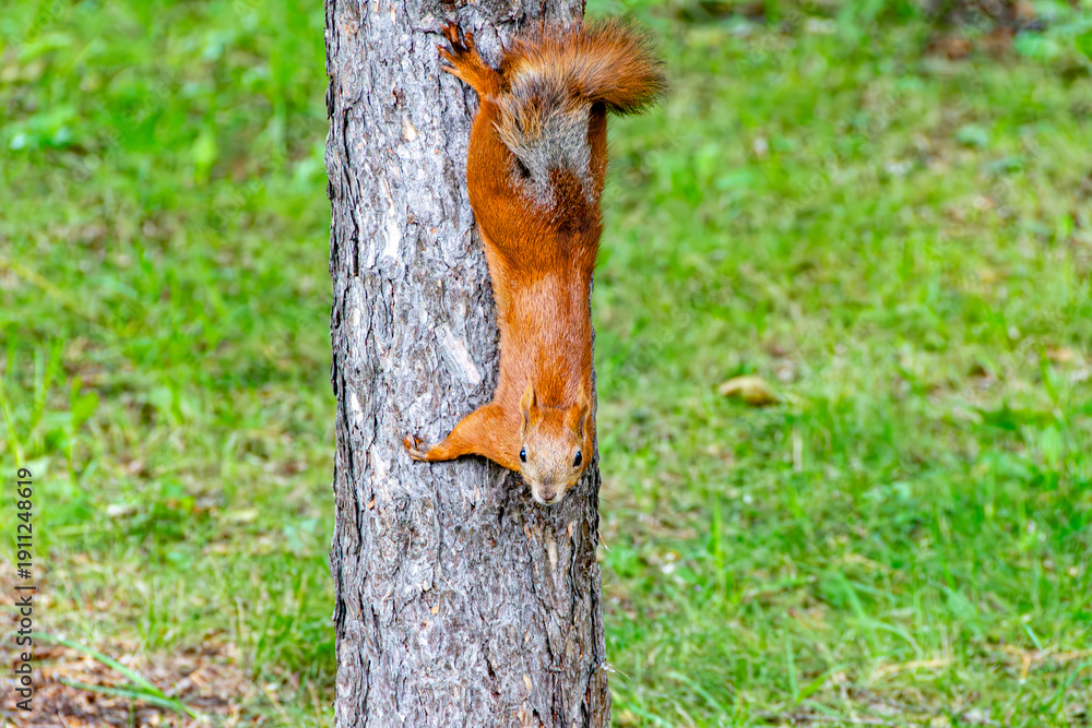 Obraz premium Eurasian red squirrel exhibiting headfirst descent on pine trunk in Lager Garden urban park Tomsk