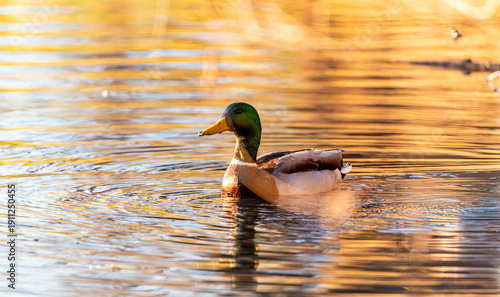 duck on the water